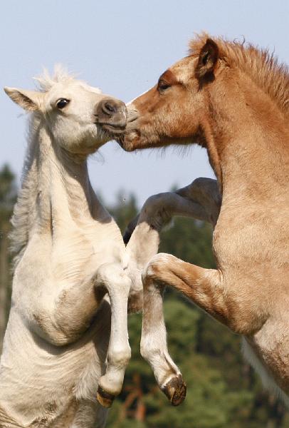 Gabriel und Myrdal 12.jpg